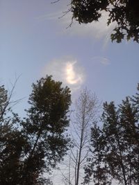 Low angle view of trees against sky