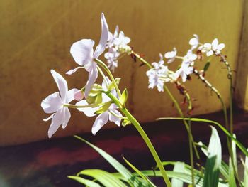 Close-up of white flowering plant