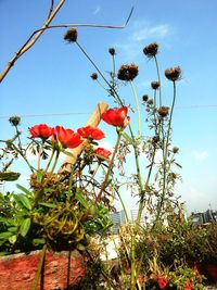 Low angle view of poppy flowers against sky