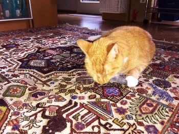 Cat on rug at home
