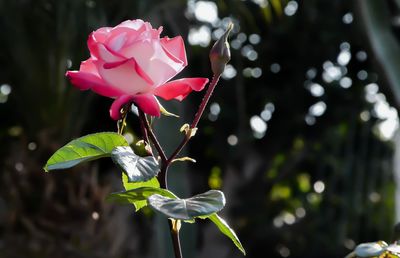 Close-up of pink flowers blooming outdoors