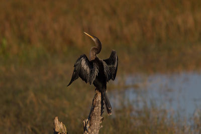 Close-up of bird perching on branch