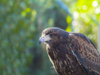 Close-up of owl perching outdoors