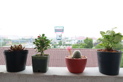 Close-up of potted plant