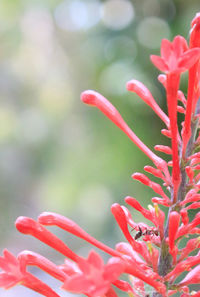 Close-up of pink flowers blooming outdoors