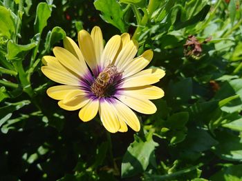 Close-up of yellow flower