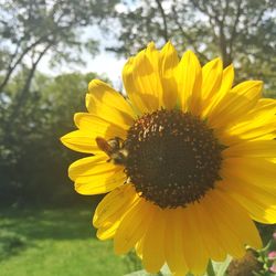 Close-up of yellow flower