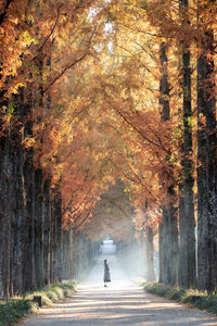 Man walking amidst trees in forest during autumn