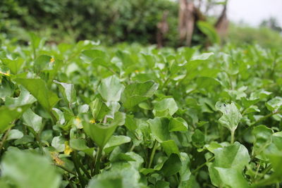 Close-up of plants growing on field