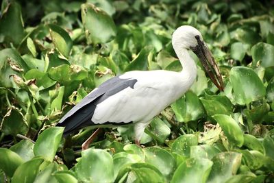 Bird perching on a plant
