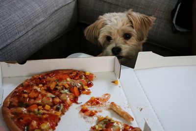 High angle view of dog sitting by pizza box on sofa