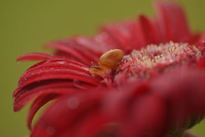 Close-up of red flower