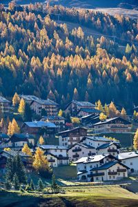 Houses and trees in town