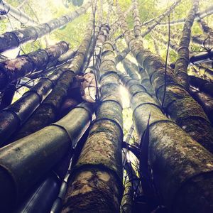 Low angle view of trees