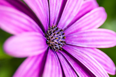 Close-up of pink flower