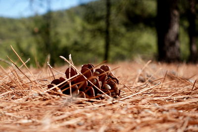 Pine cone 