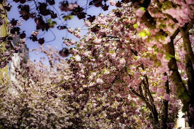 Low angle view of cherry blossoms in spring