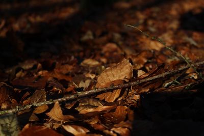 Close-up of dried maple leaves