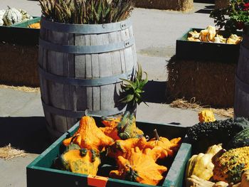 High angle view of potted plant in yard