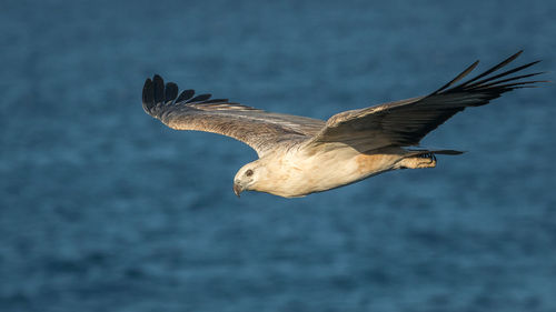 Seagulls flying over sea