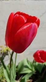 Close-up of red flowers