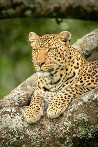 View of a cat on rock