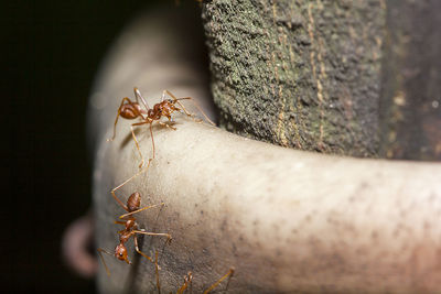 Red ants are on the tree.