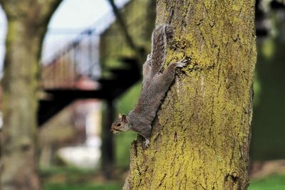 Close-up of squirrel perching on tree trunk