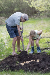 Girl with grandfather planting potatoes, sweden