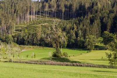 Scenic view of trees growing in forest