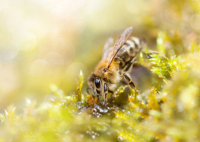 Close-up of bee pollinating on flower