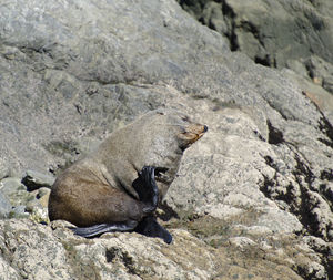 High angle view of lizard on rock