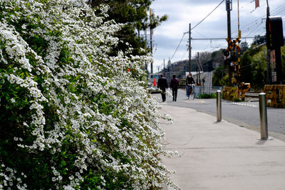 Road in city