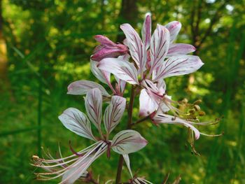 Close-up of flowers