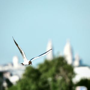 Bird flying in sky