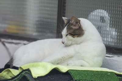 Close-up of a cat with eyes closed