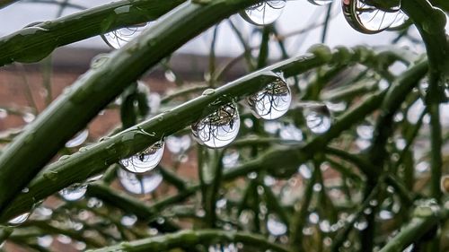 Close-up of water drops on plant
