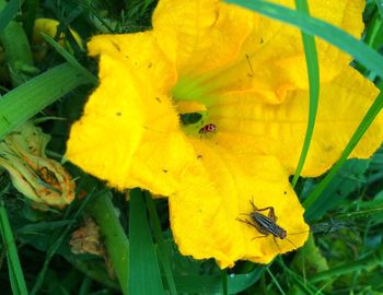 Close-up of butterfly on flower