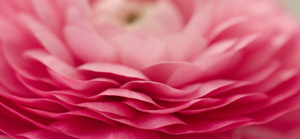 Macro shot of pink flower