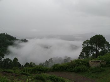 Cloud greenery