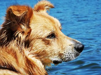 Close-up of dog looking away