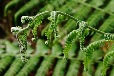 Close-up of fern