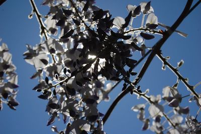 Low angle view of wisteria blossoms against sky and sun