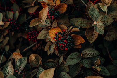 High angle view of red flowering plant