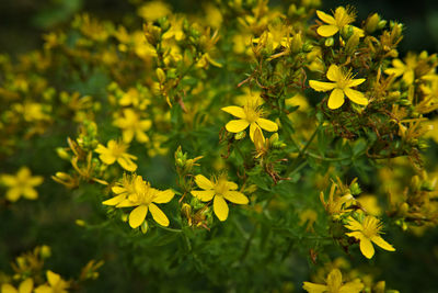 Close-up of yellow flowering plant