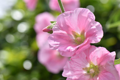 Close-up of pink flowering plant