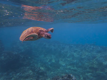 Turtle swimming in sea