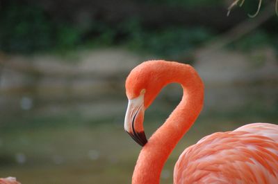 Close-up of a bird against blurred background