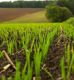 Surface level of agricultural field