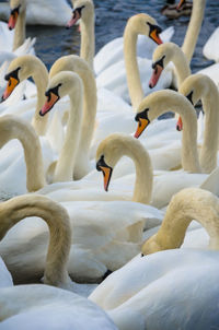 Close-up of swans swimming in lake